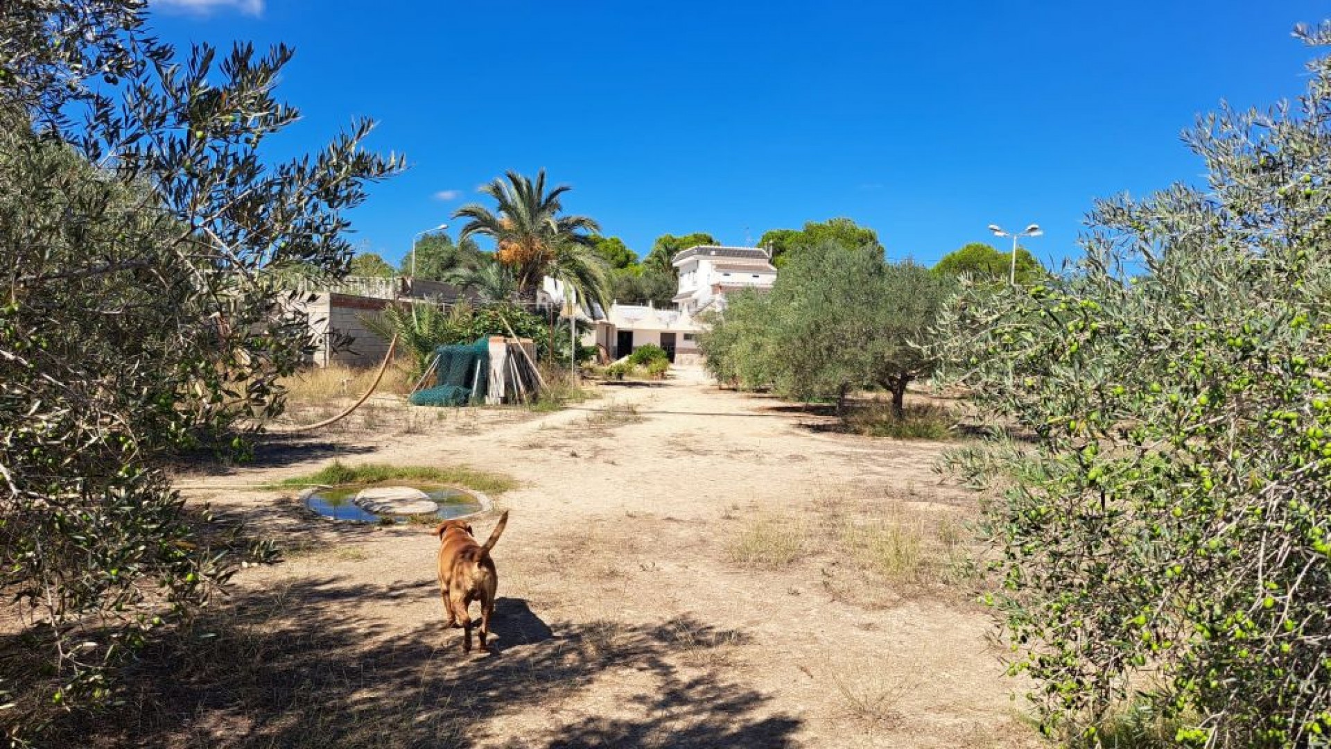 Venta - Finca Propiedad rural -
Almoradí