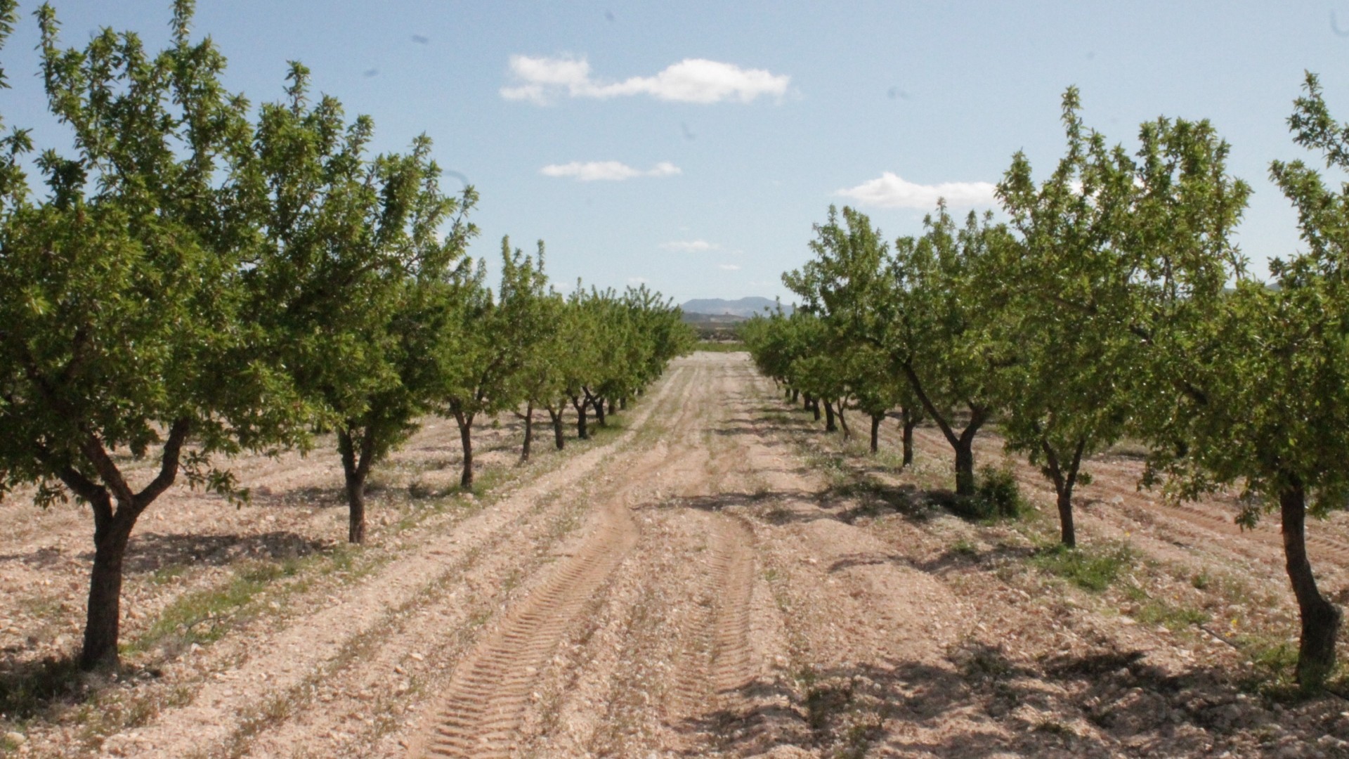 Venta - Finca Propiedad rural -
Cañada del Trigo - Canada del Trigo Murcia