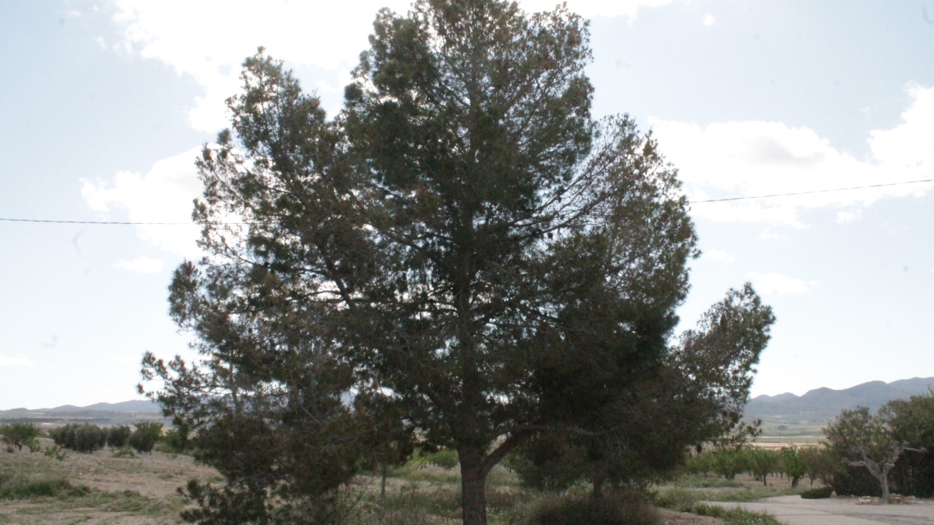 Venta - Finca Propiedad rural -
Cañada del Trigo - Canada del Trigo Murcia