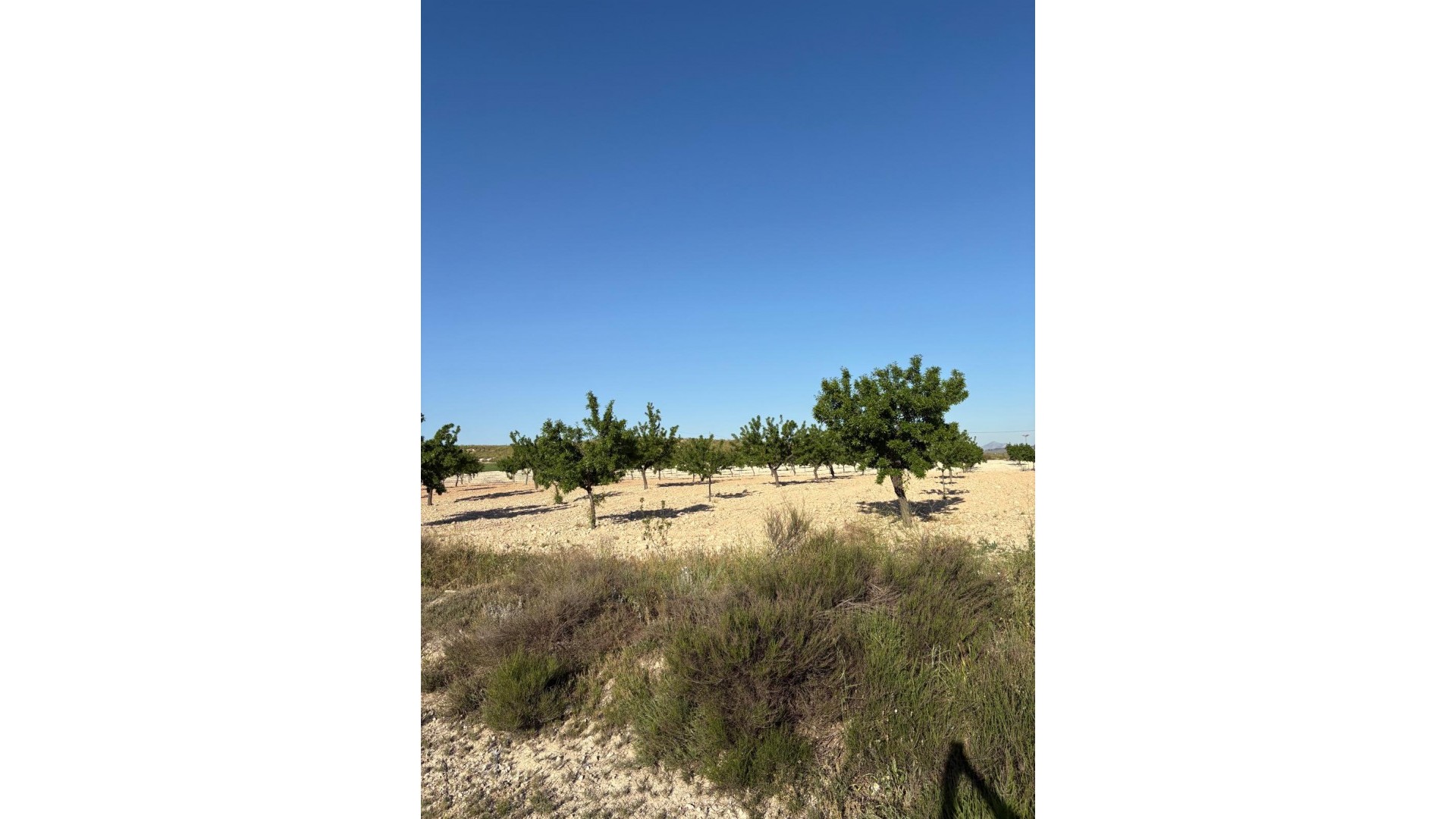 Venta - Finca Propiedad rural -
Cañada del Trigo - Canada del Trigo Murcia