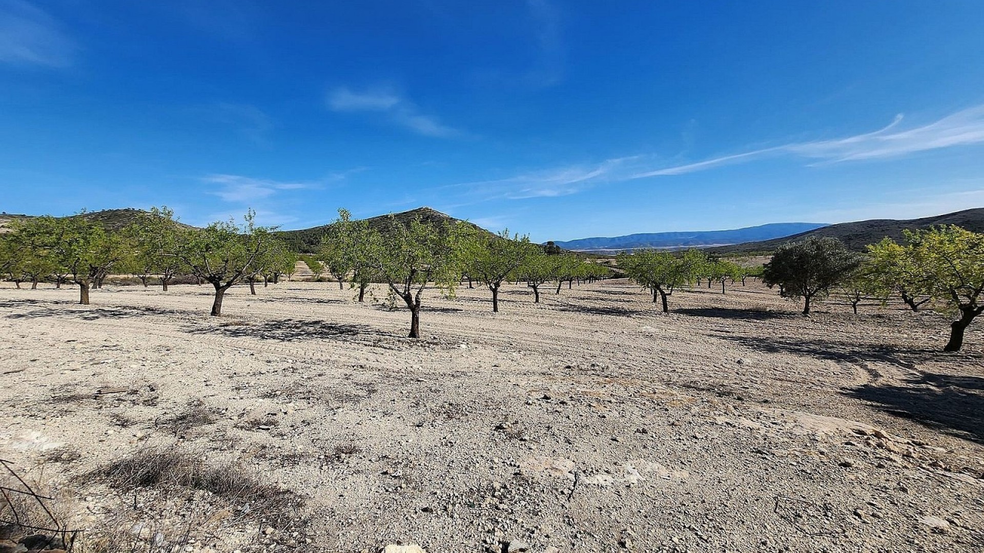 Venta - Finca Propiedad rural -
Caudete