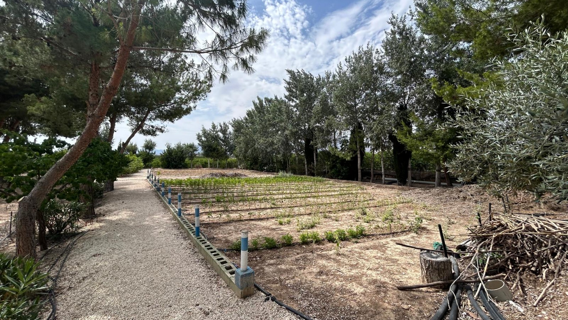 Venta - Finca Propiedad rural -
Crevillente