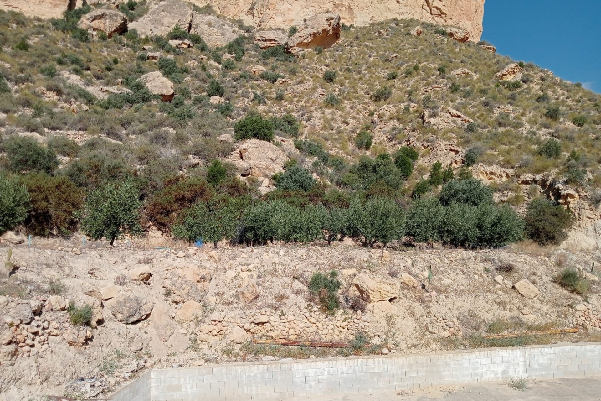 Venta - Finca Propiedad rural -
Crevillente