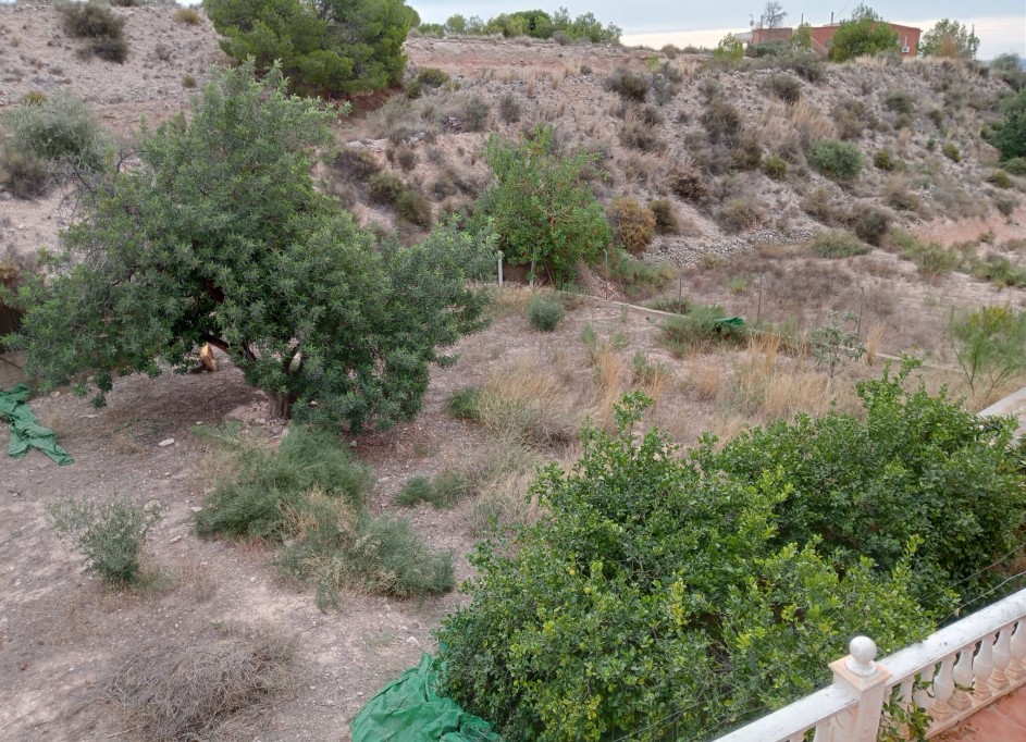 Venta - Finca Propiedad rural -
Crevillente