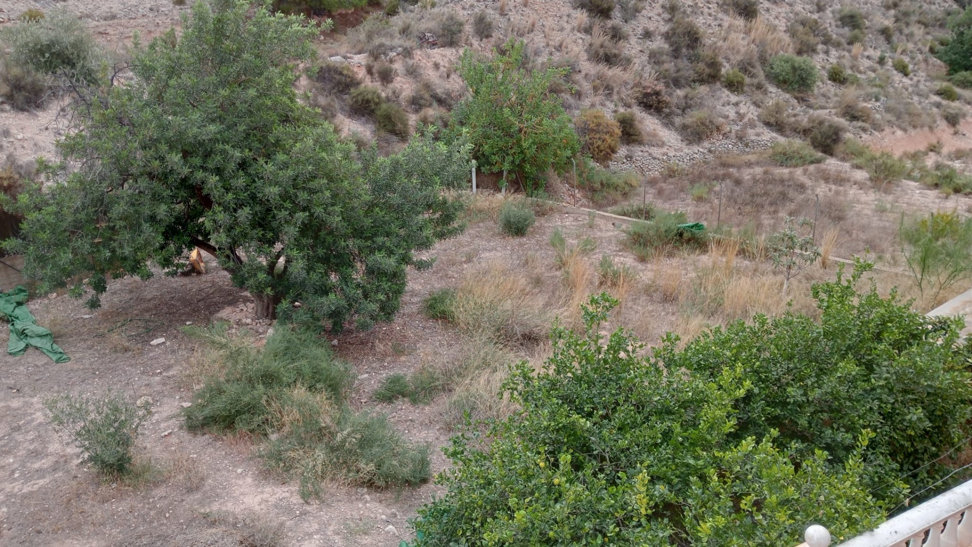 Venta - Finca Propiedad rural -
Crevillente