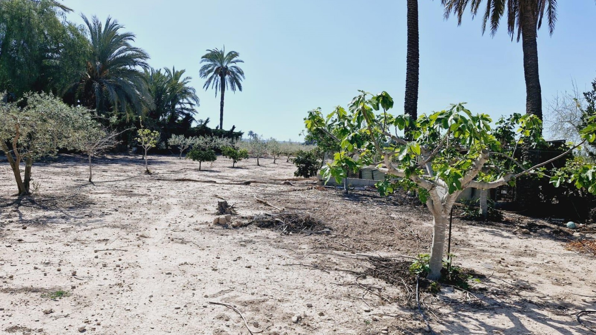 Venta - Finca Propiedad rural -
Elche