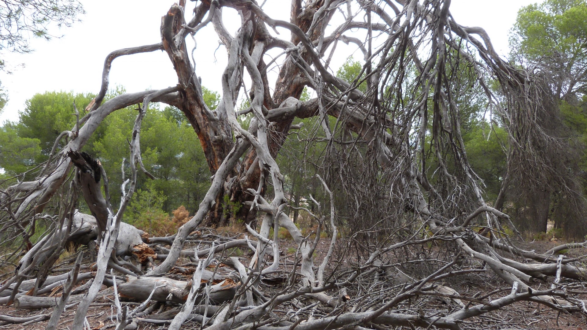 Venta - Finca Propiedad rural -
Ibi - Ibi - Country