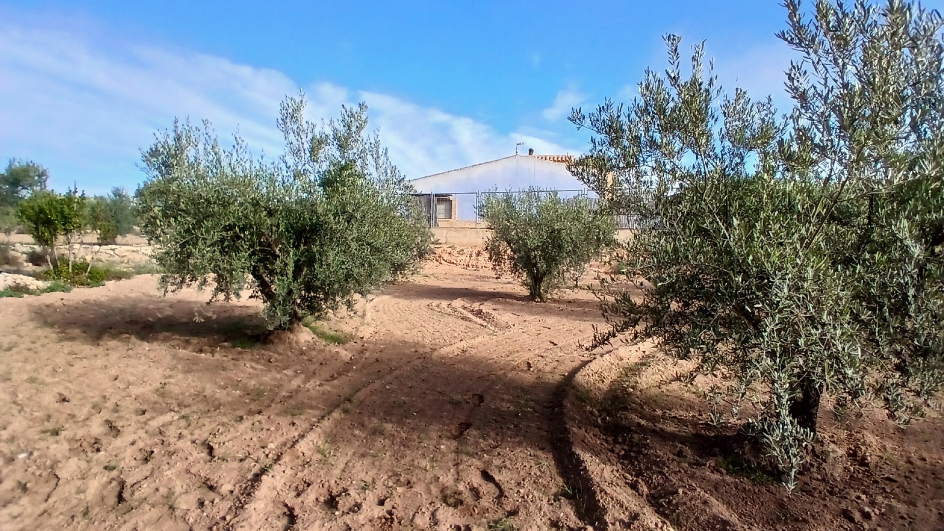 Venta - Finca Propiedad rural -
Jumilla