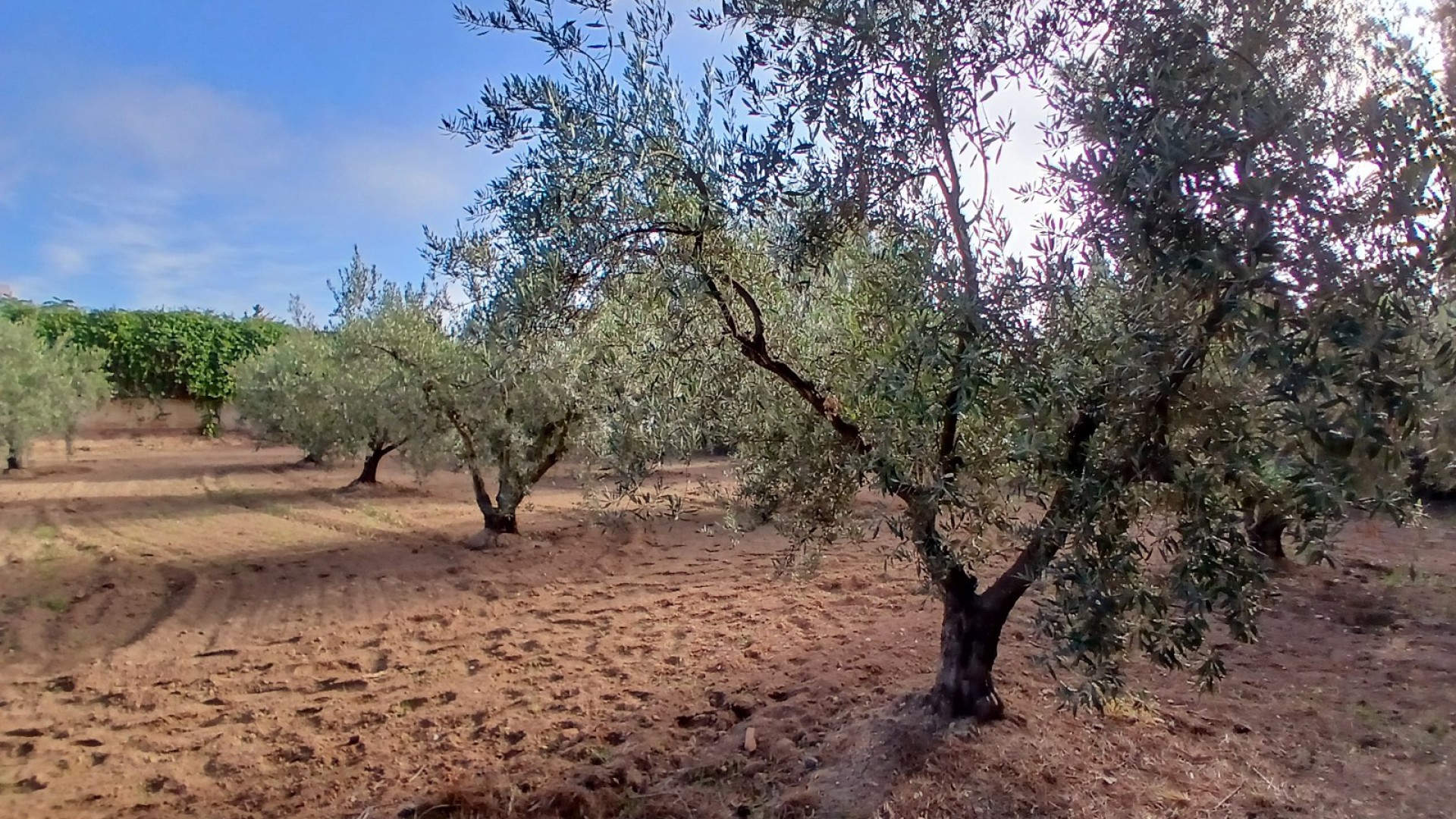 Venta - Finca Propiedad rural -
Jumilla