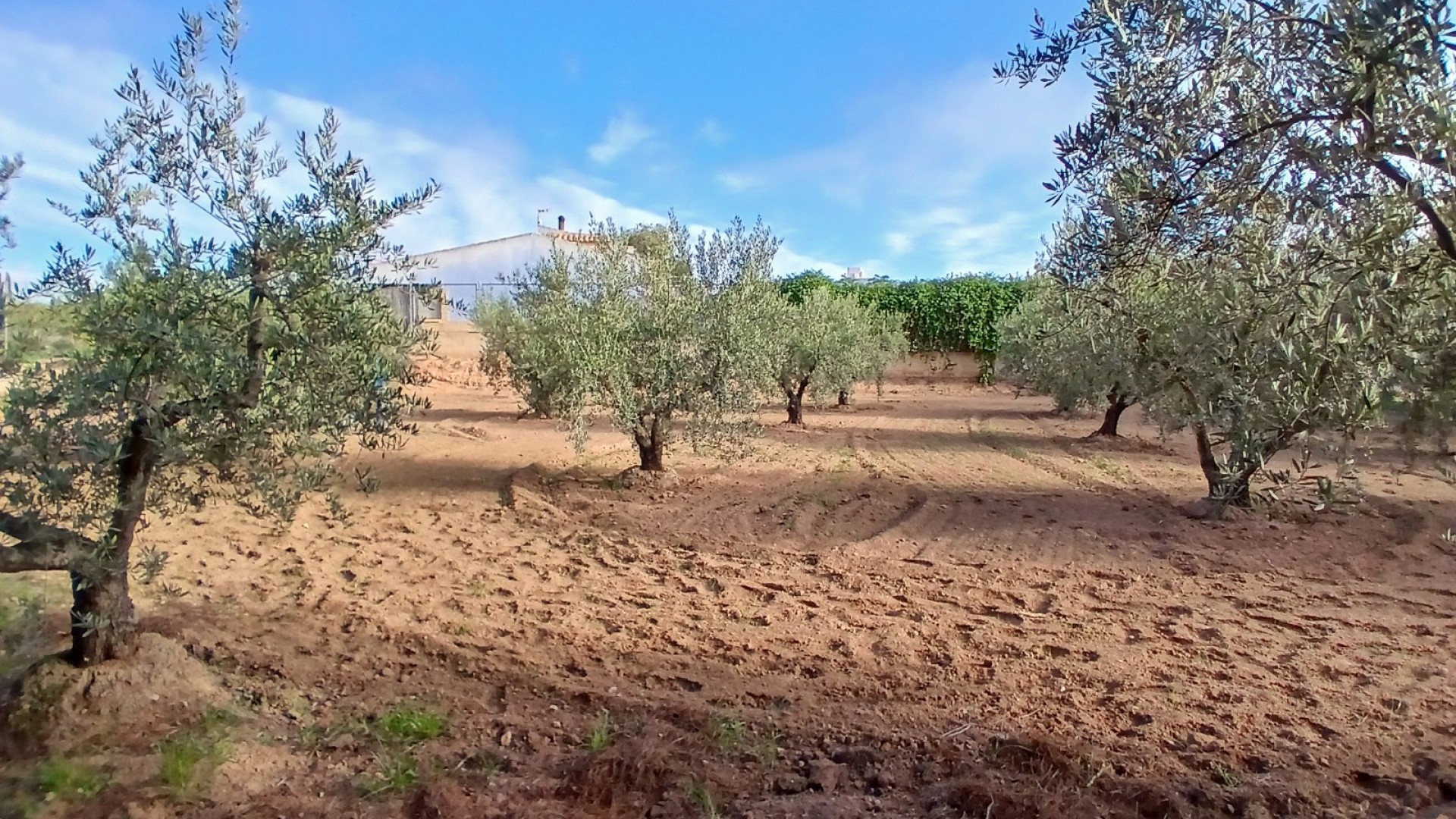 Venta - Finca Propiedad rural -
Jumilla