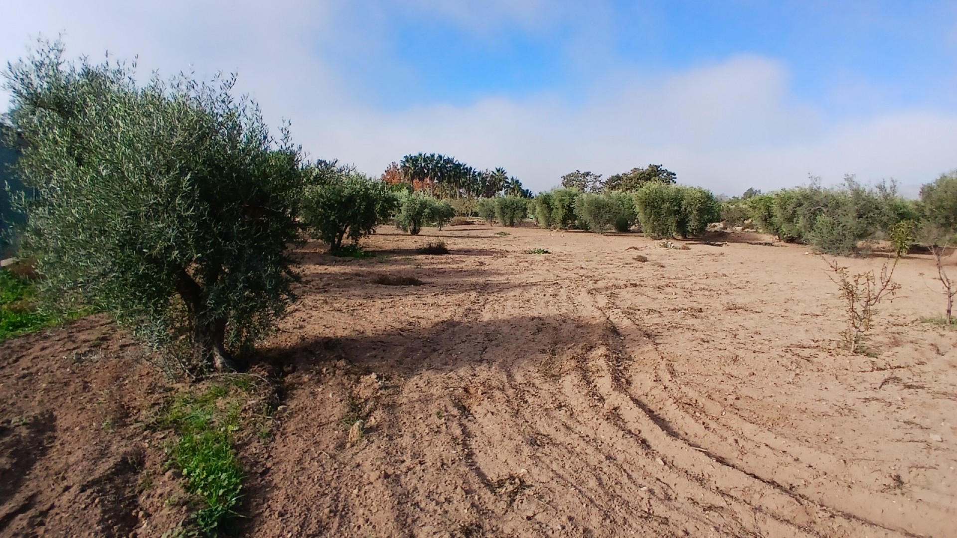 Venta - Finca Propiedad rural -
Jumilla