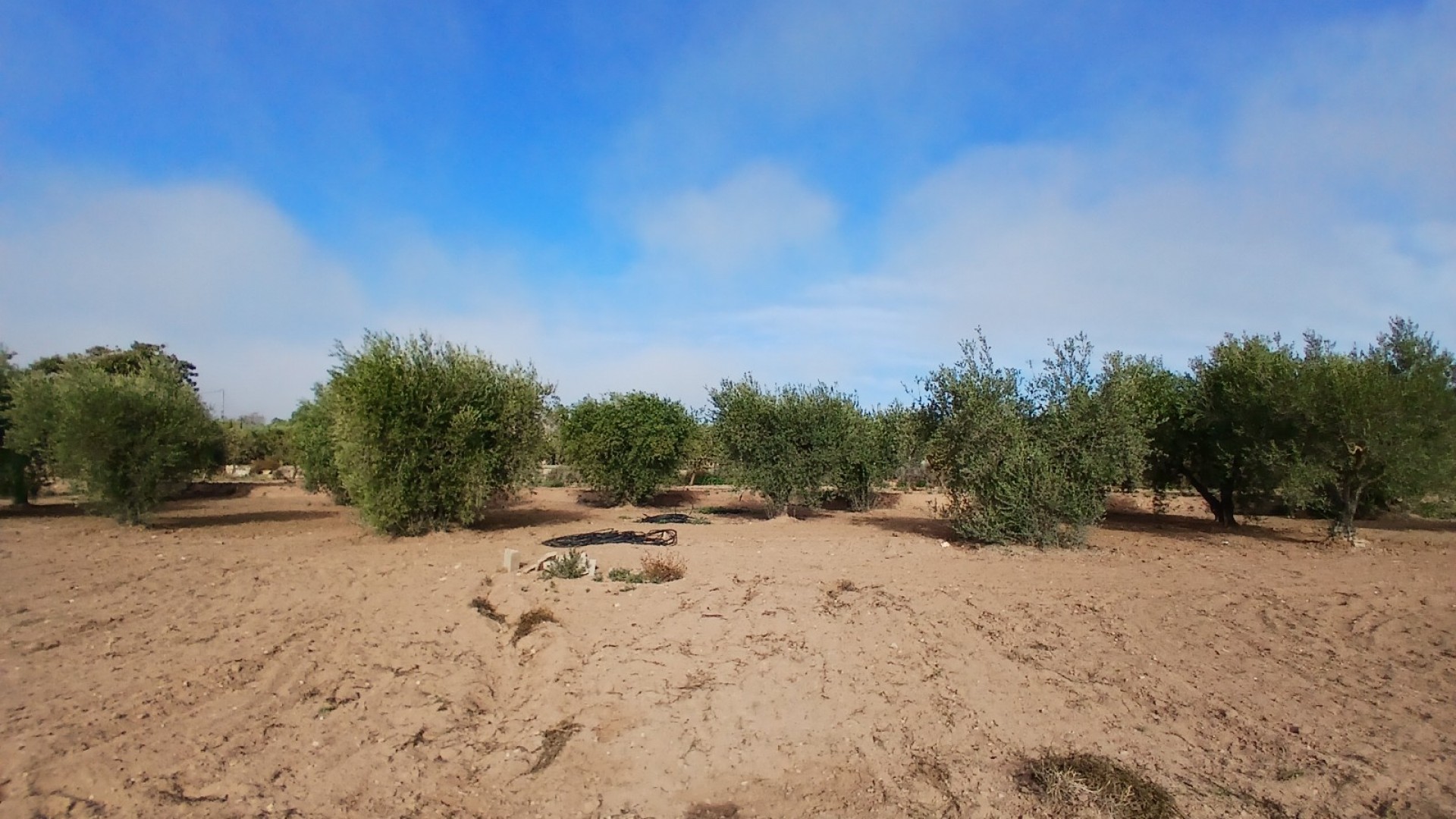 Venta - Finca Propiedad rural -
Jumilla
