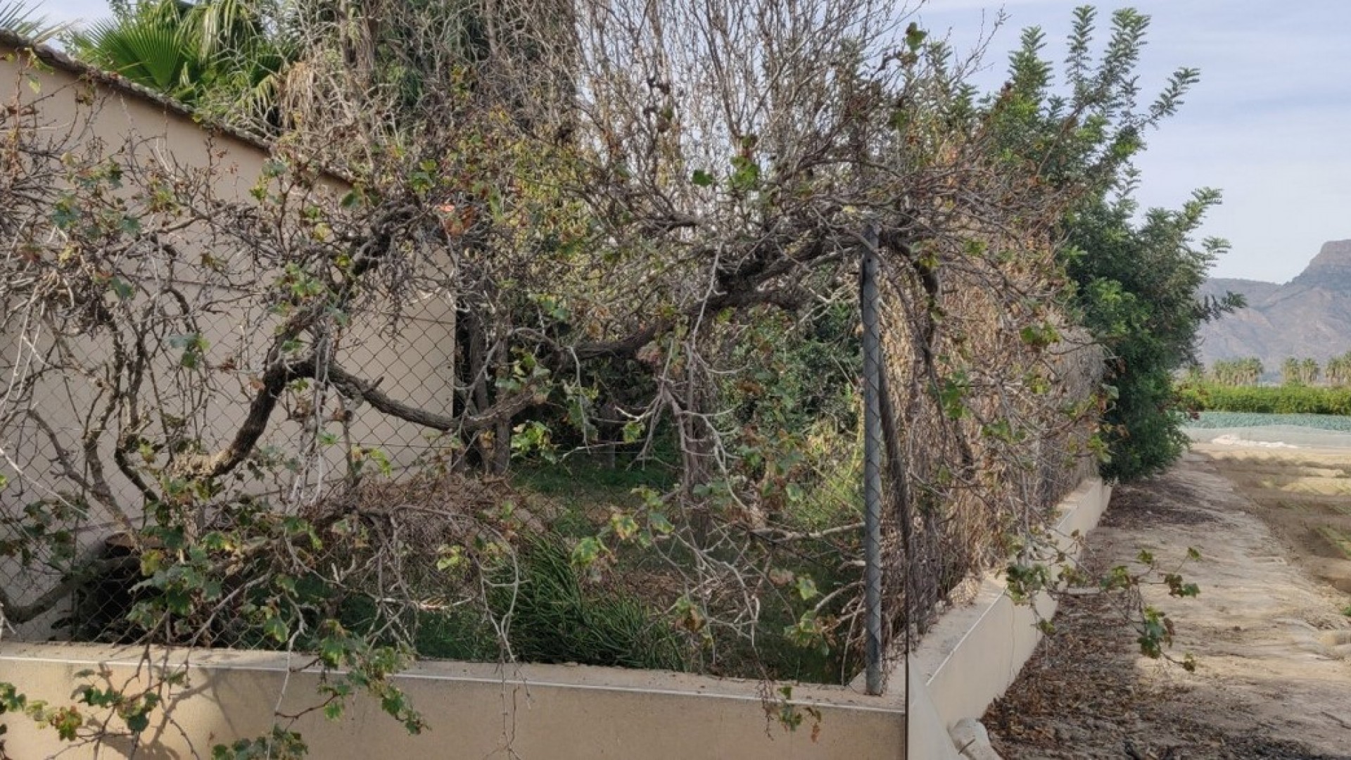 Venta - Finca Propiedad rural -
Orihuela