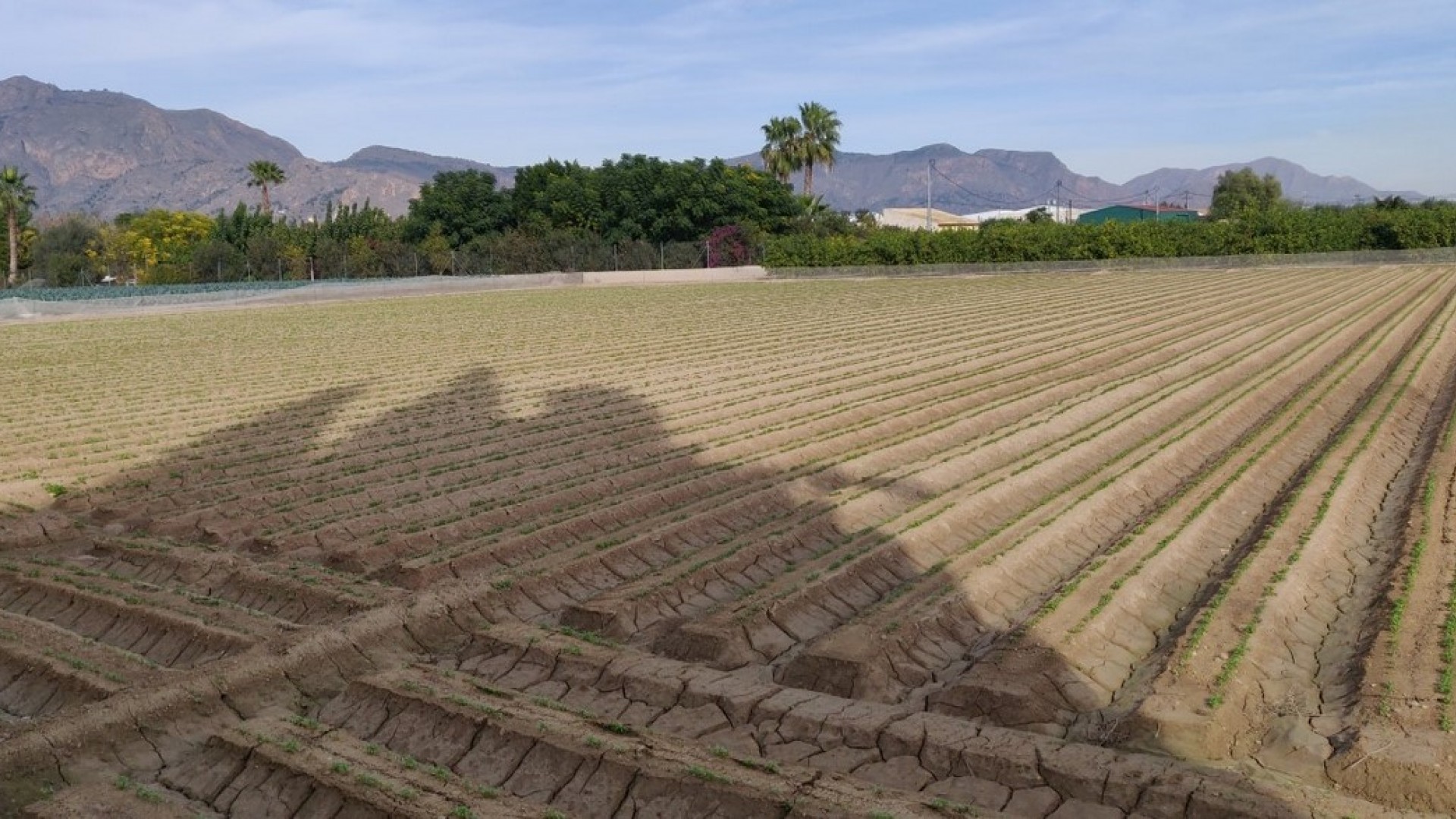 Venta - Finca Propiedad rural -
Orihuela