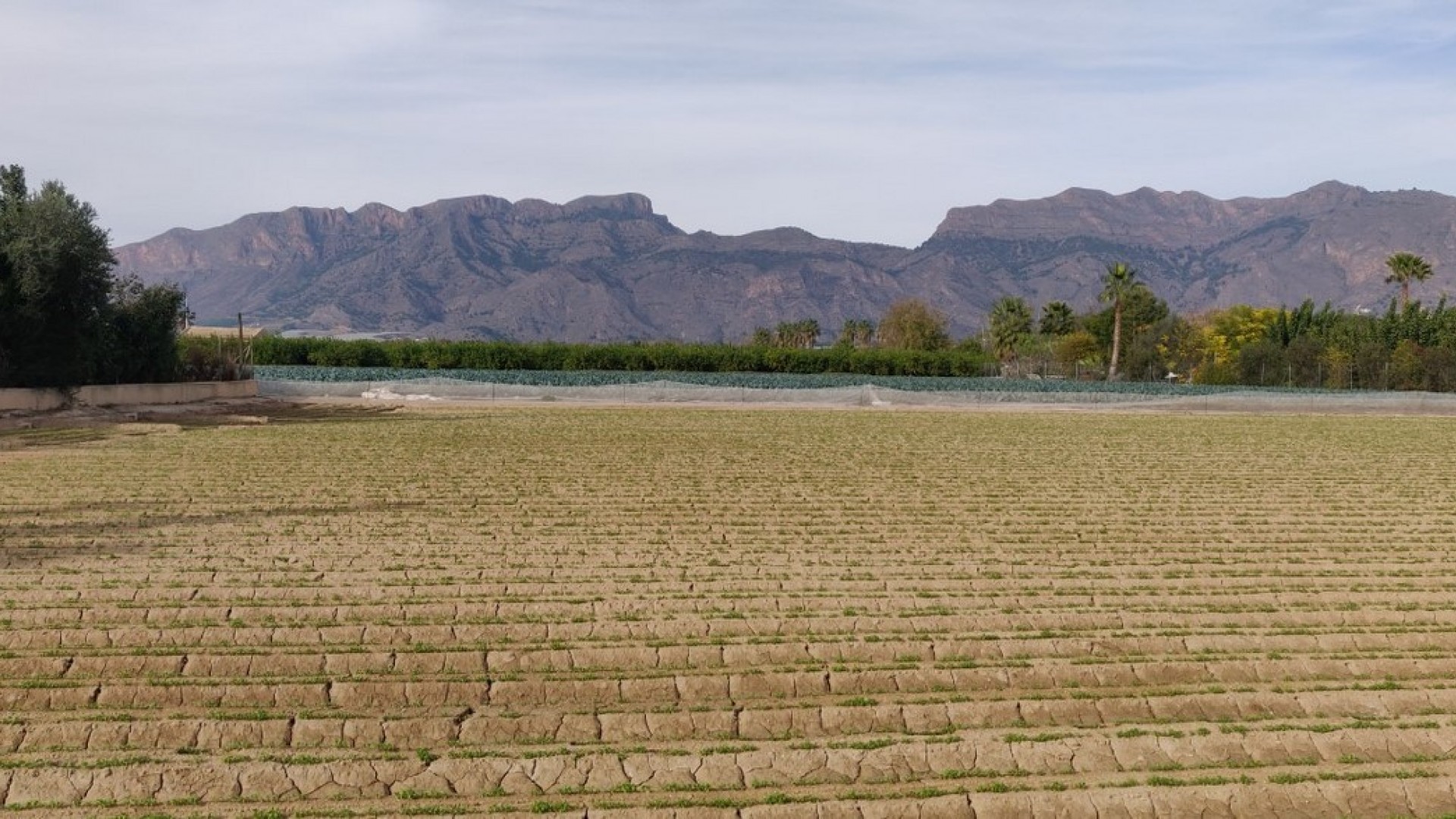 Venta - Finca Propiedad rural -
Orihuela