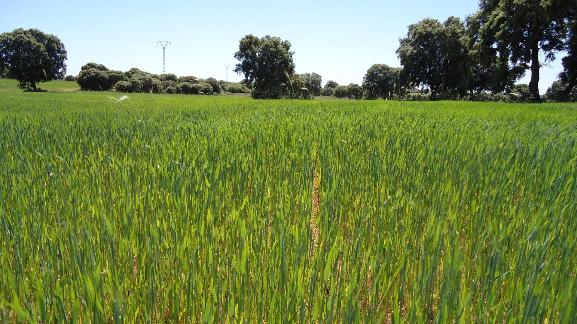 Venta - Finca Propiedad rural -
Ossa de Montiel - Lagunas de ruidera