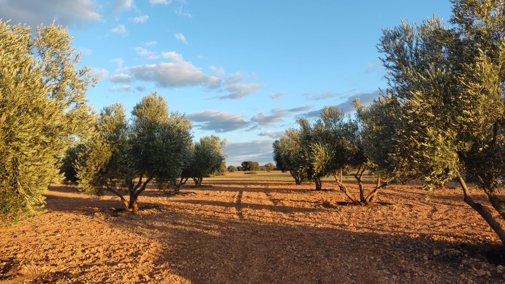 Venta - Finca Propiedad rural -
Ossa de Montiel - Lagunas de ruidera
