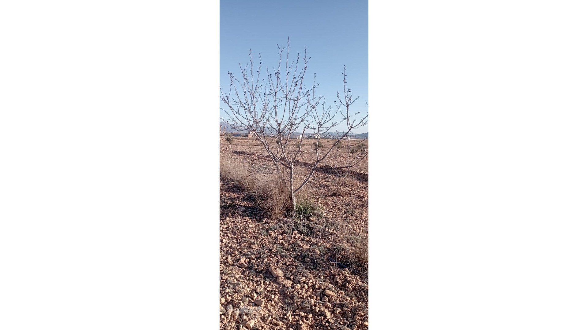 Venta - Finca Propiedad rural -
Pinoso - Pinoso Alicante