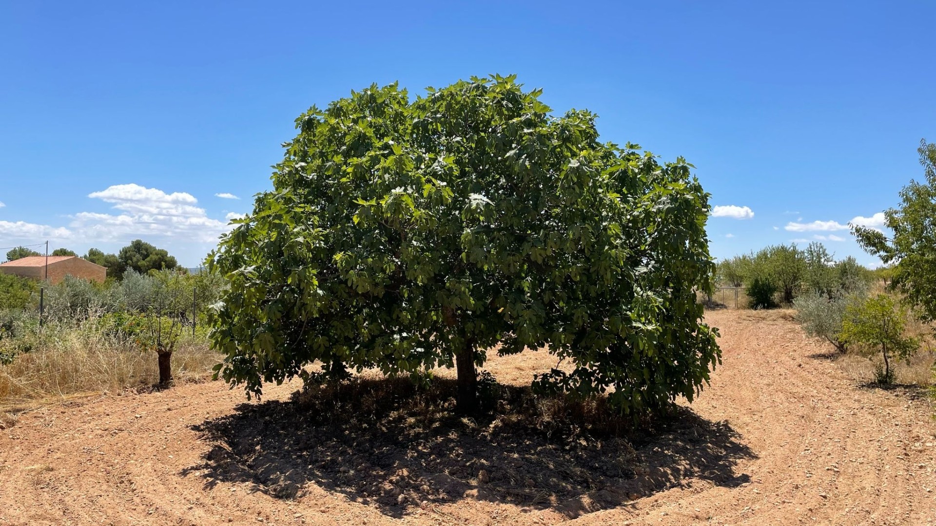 Venta - Finca Propiedad rural -
Raspay - Raspay Murcia
