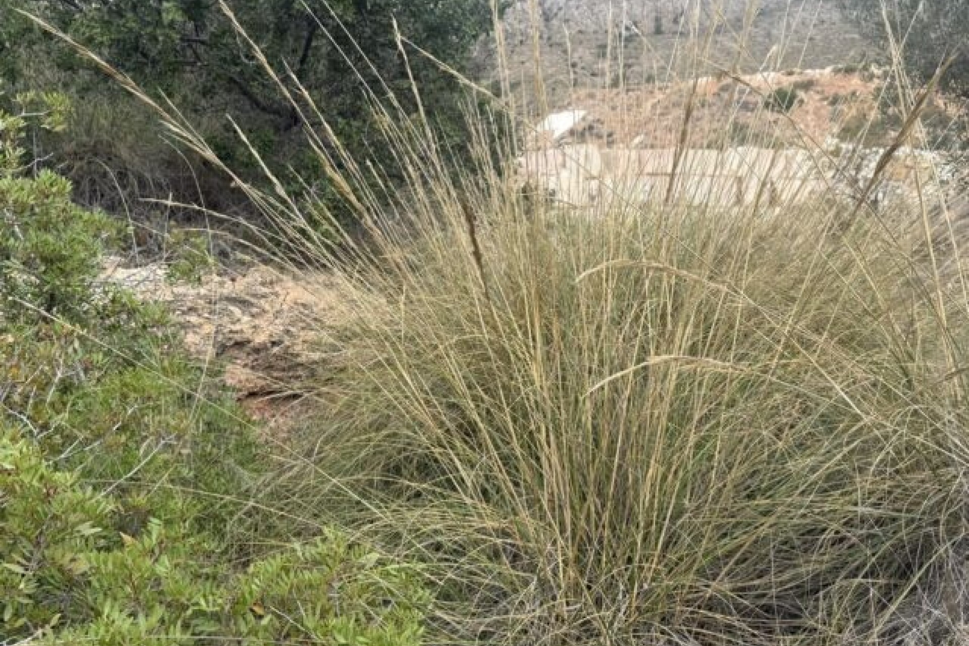 Venta - Parcela / Terreno -
La Romana