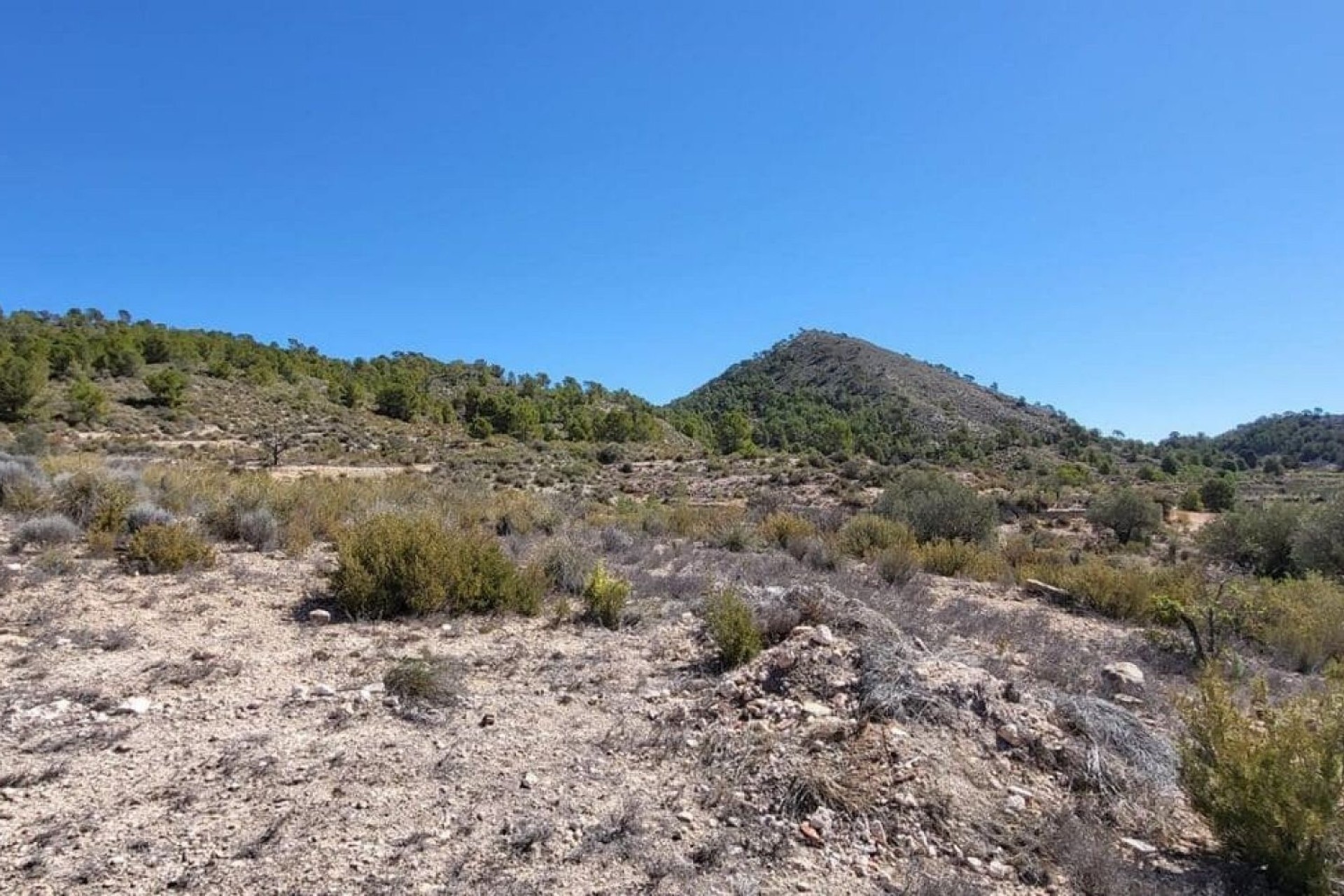 Venta - Parcela Terreno -
Monóvar