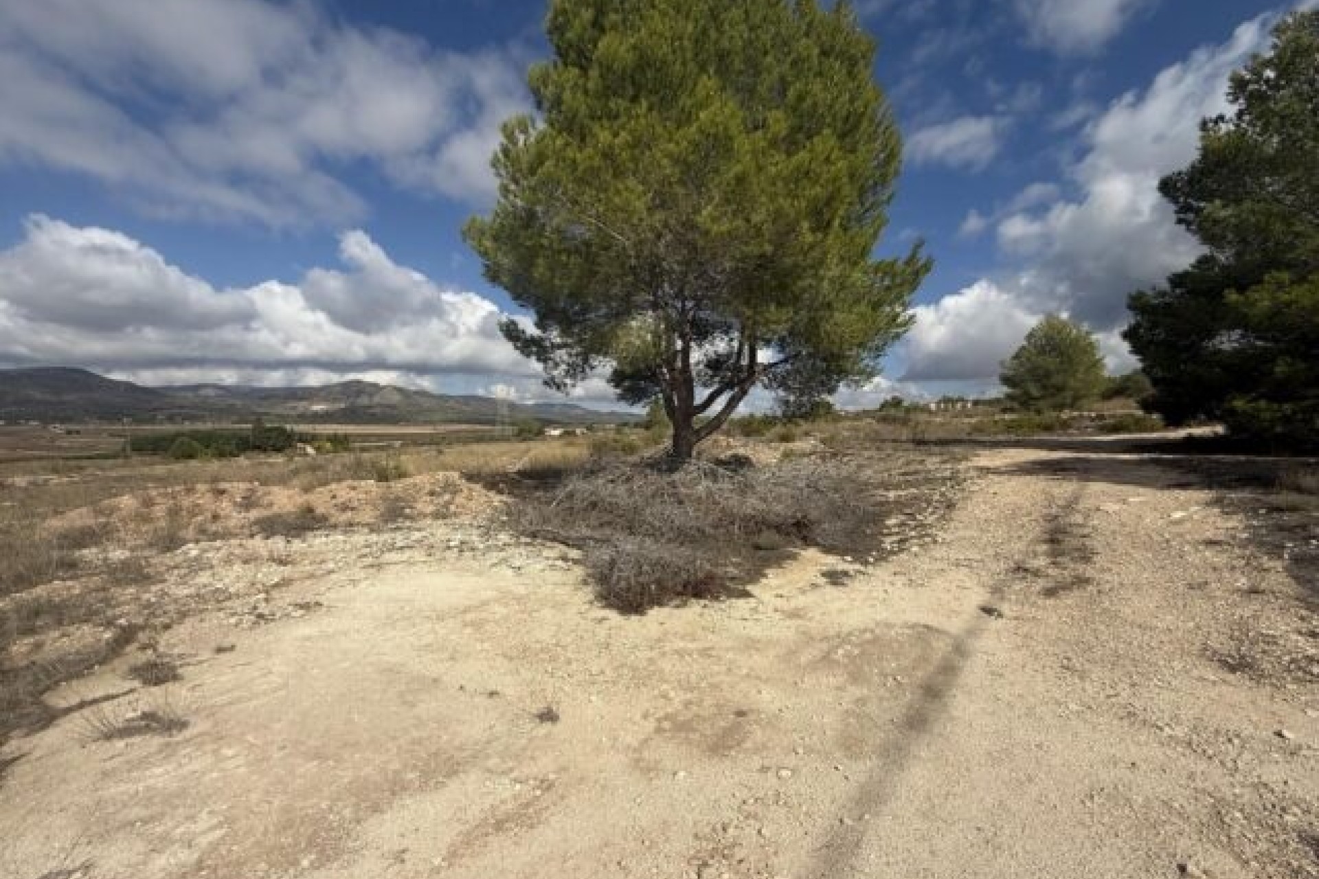 Venta - Parcela / Terreno -
Monóvar