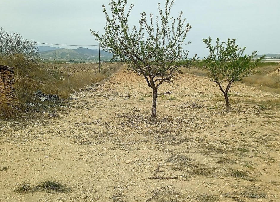 Venta - Parcela Terreno -
Monóvar