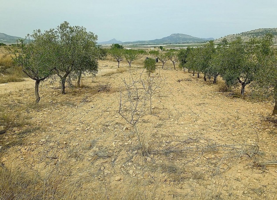 Venta - Parcela Terreno -
Monóvar