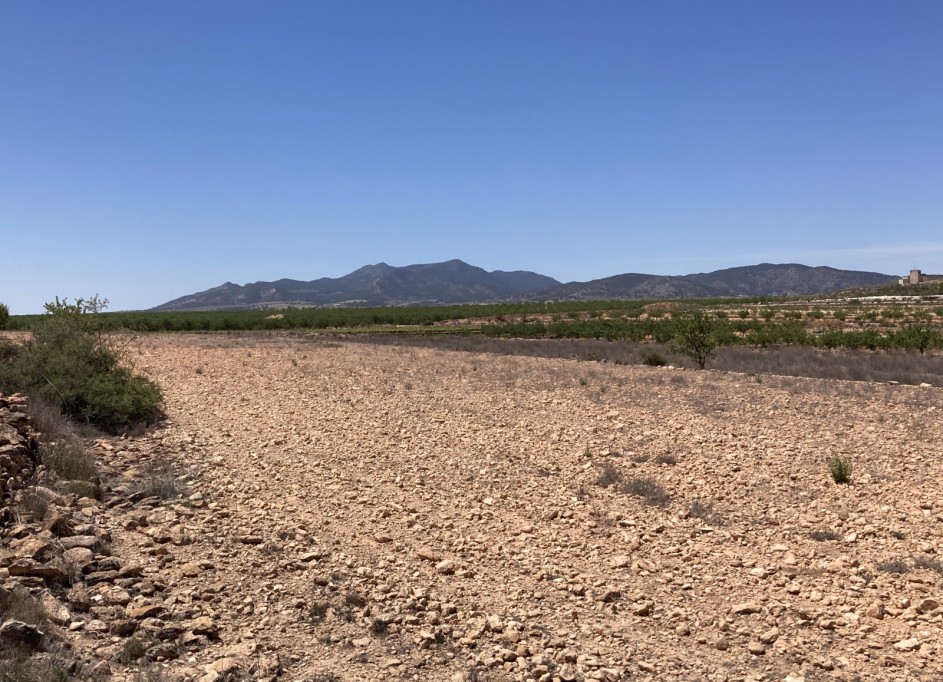 Venta - Parcela Terreno -
Pinoso - Lel