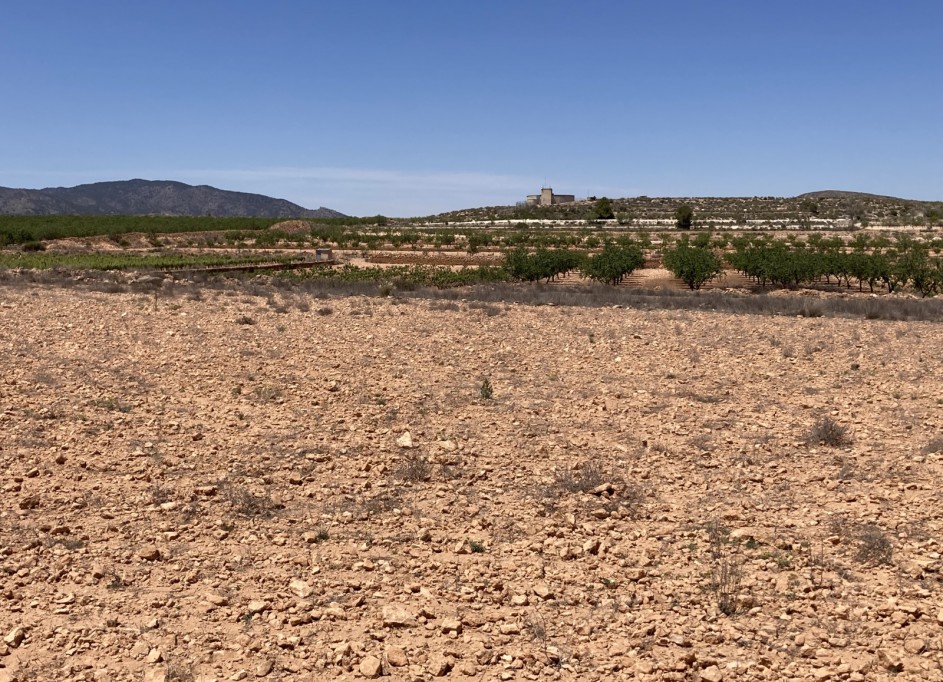 Venta - Parcela Terreno -
Pinoso - Lel