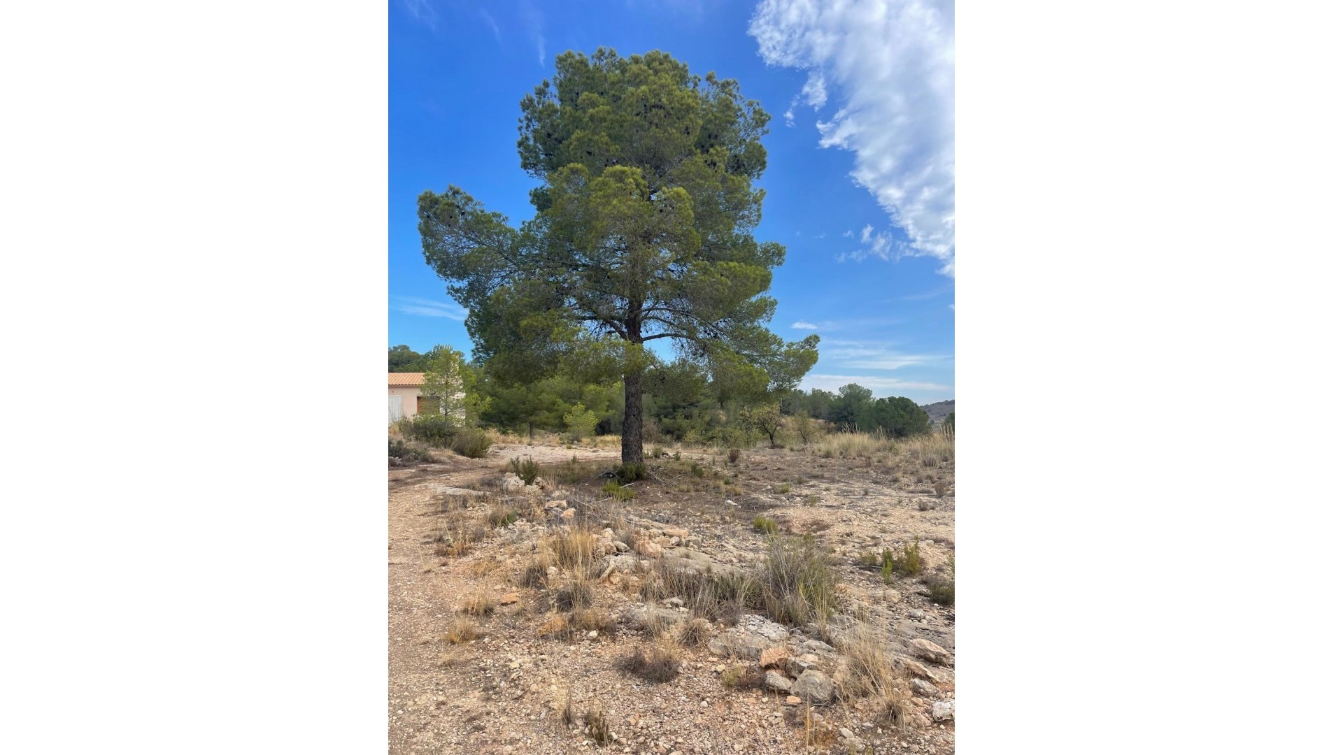 Venta - Parcela Terreno -
Pinoso - Pinoso Alicante