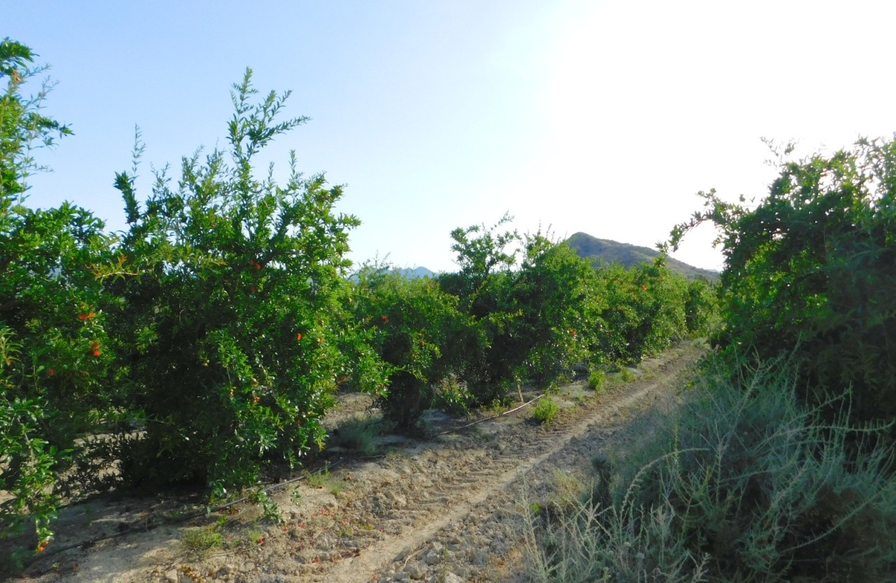 Venta - Parcela / Terreno -
Torremendo