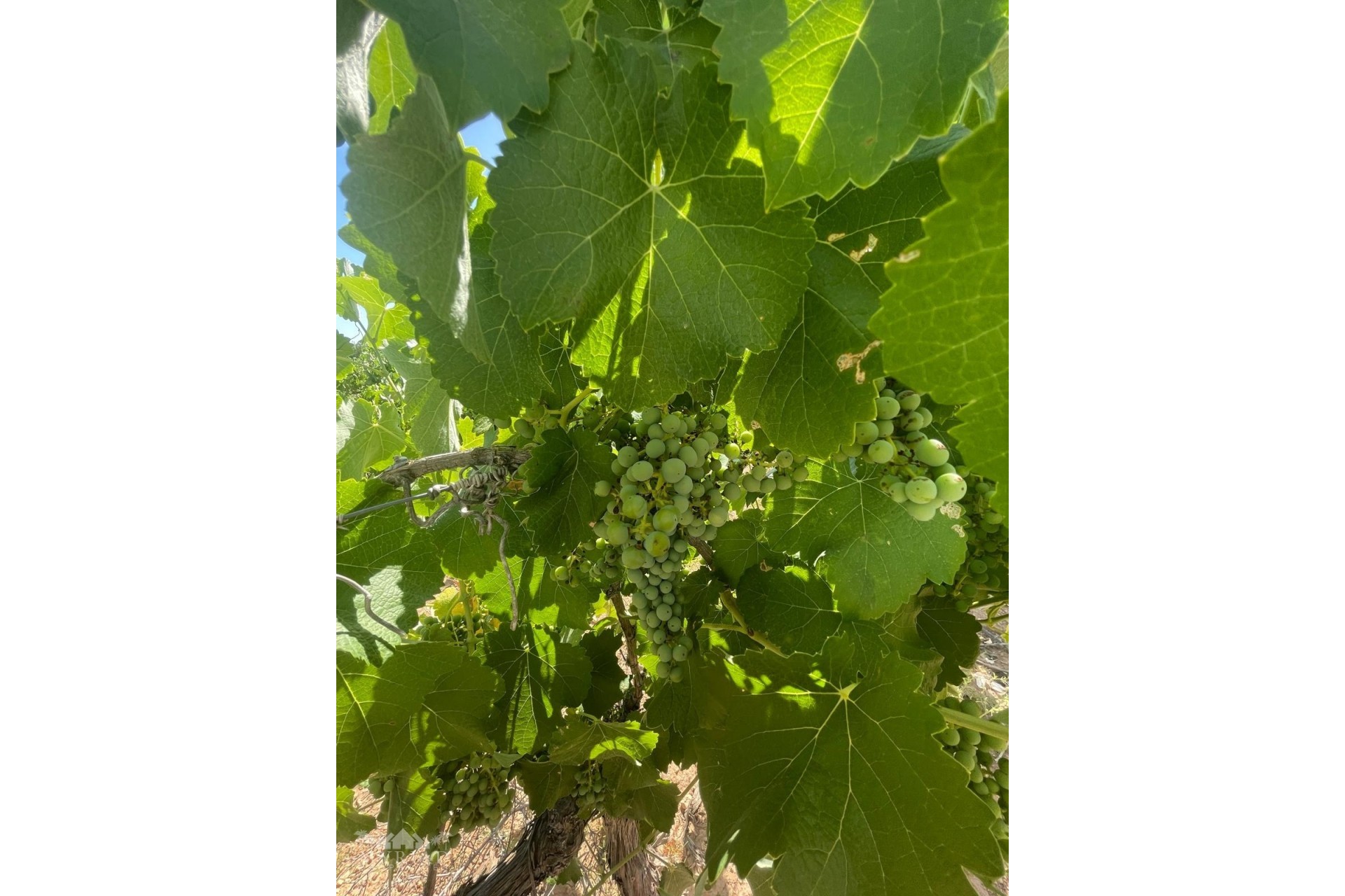 Venta - Parcela / Terreno -
&Uacute;beda - &Uacute;beda Alicante