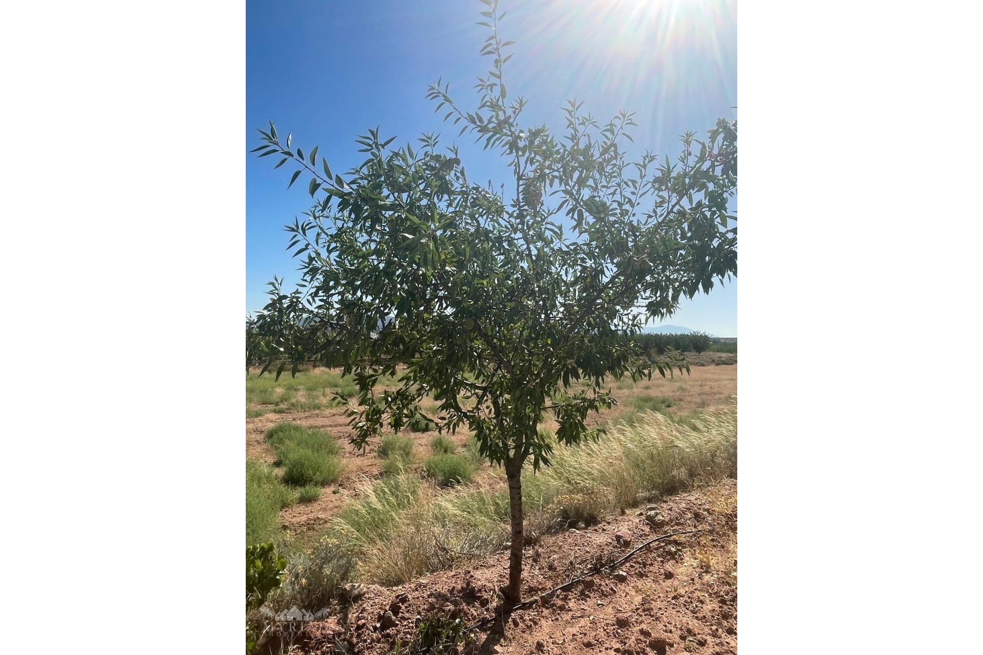Venta - Parcela / Terreno -
&Uacute;beda - &Uacute;beda Alicante