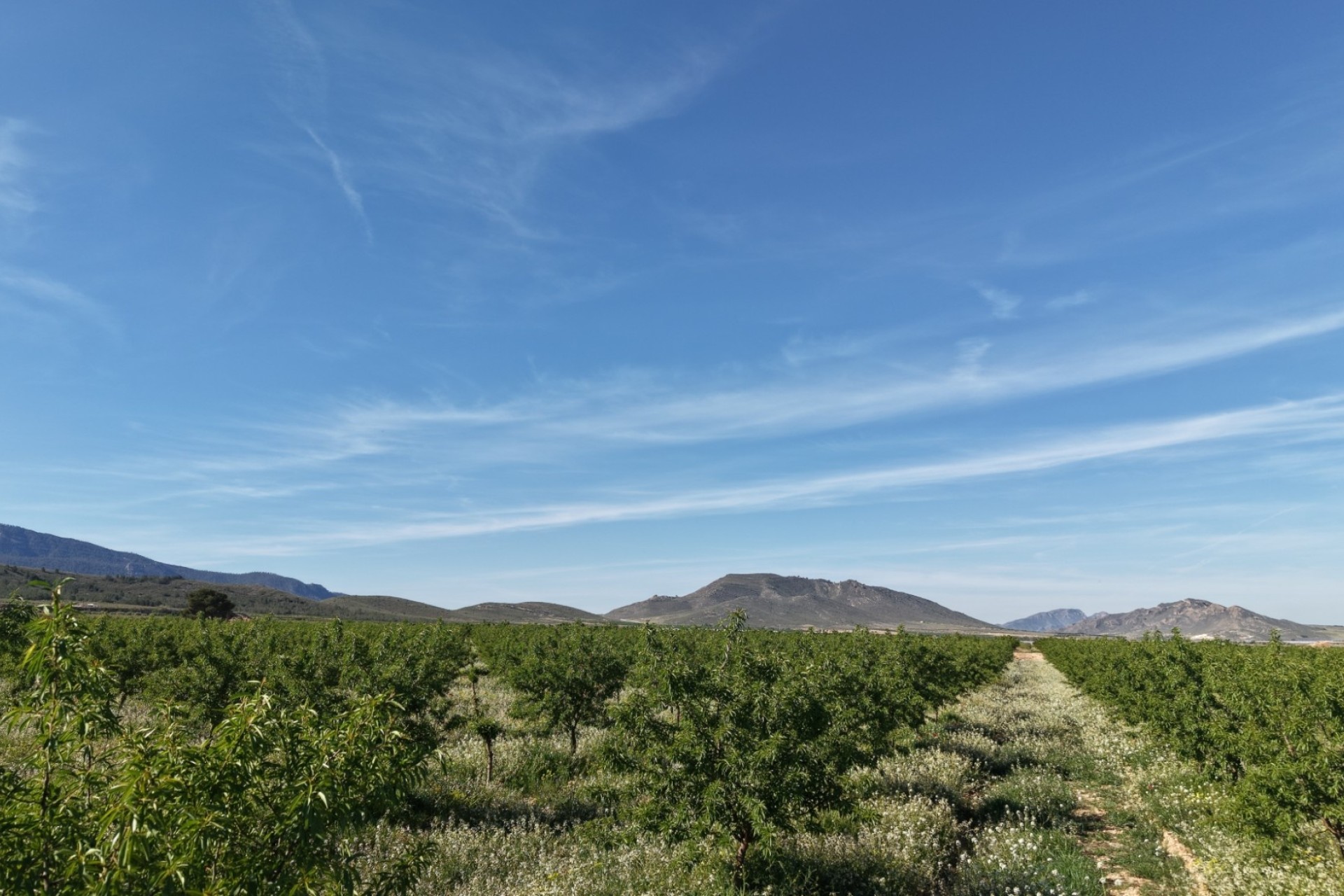 Venta - Parcela / Terreno -
Yecla - Yecla Murcia