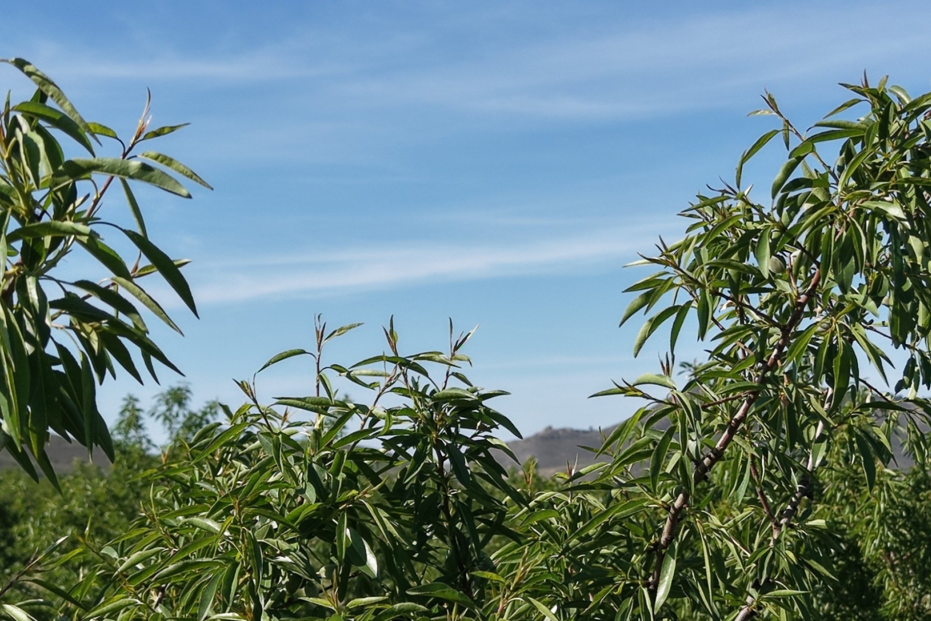 Venta - Parcela / Terreno -
Yecla - Yecla Murcia