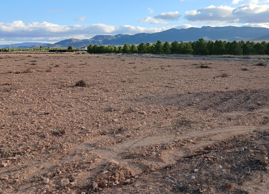 Venta - Parcela Terreno -
Yecla