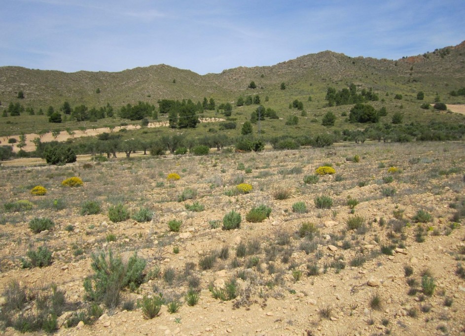 Venta - Parcela Terreno -
Yecla