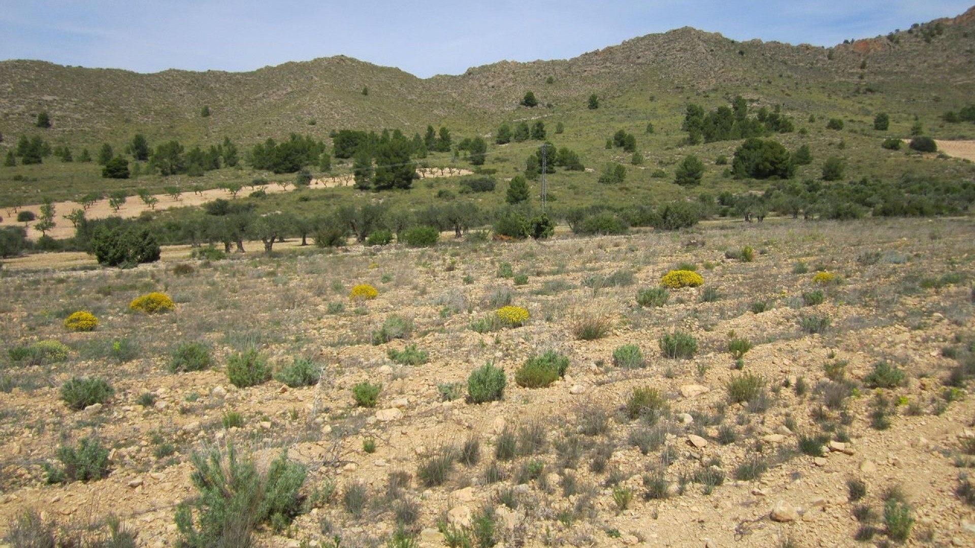 Venta - Parcela Terreno -
Yecla