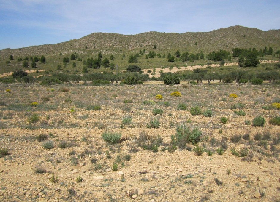 Venta - Parcela Terreno -
Yecla