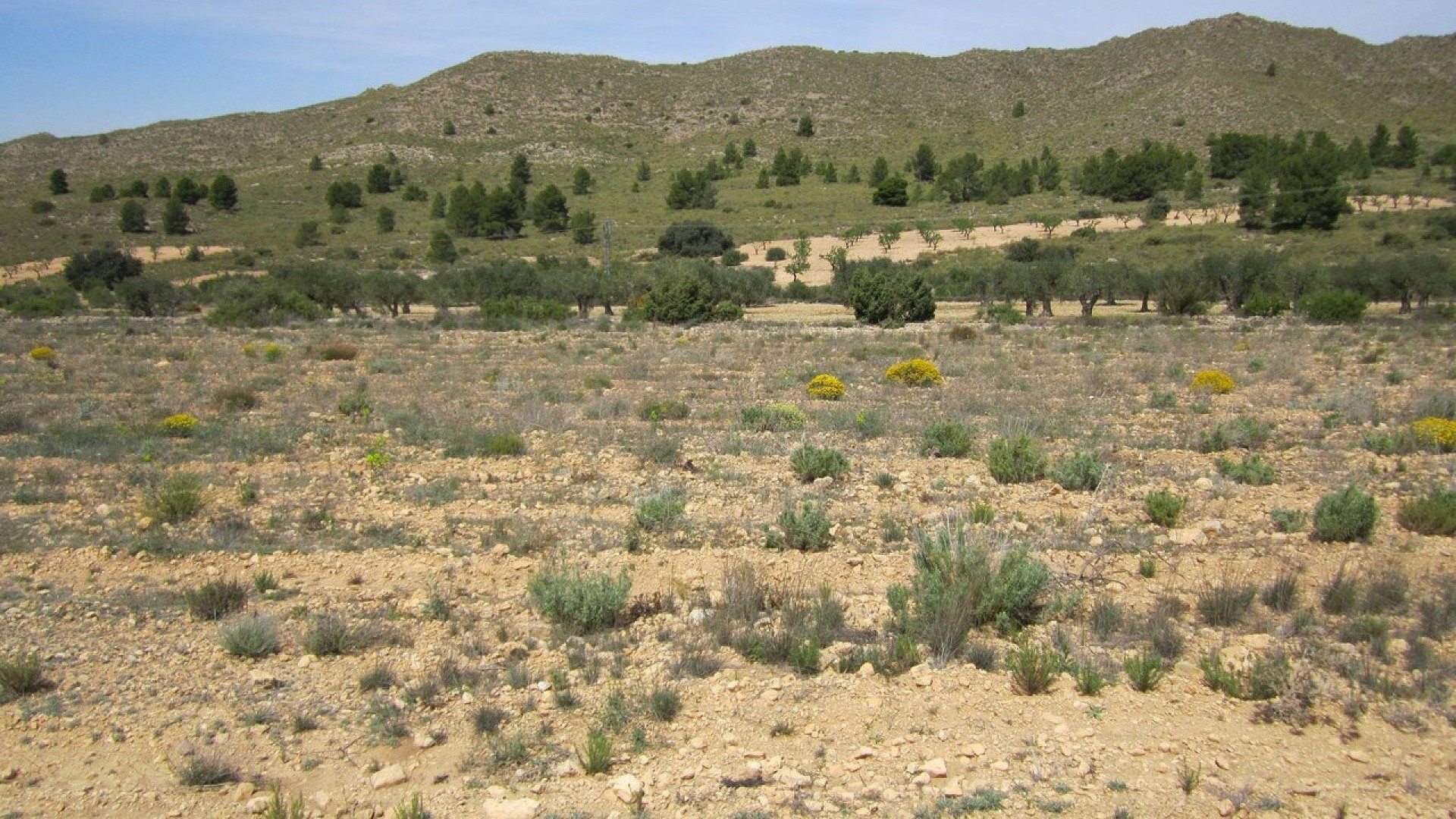 Venta - Parcela Terreno -
Yecla