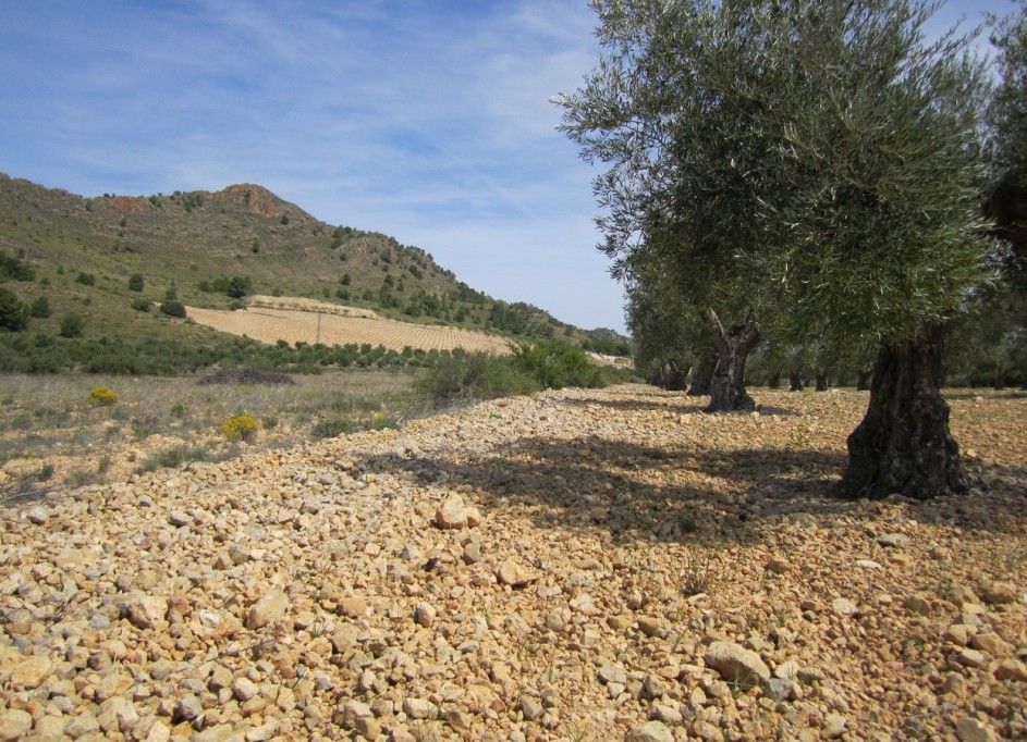 Venta - Parcela Terreno -
Yecla