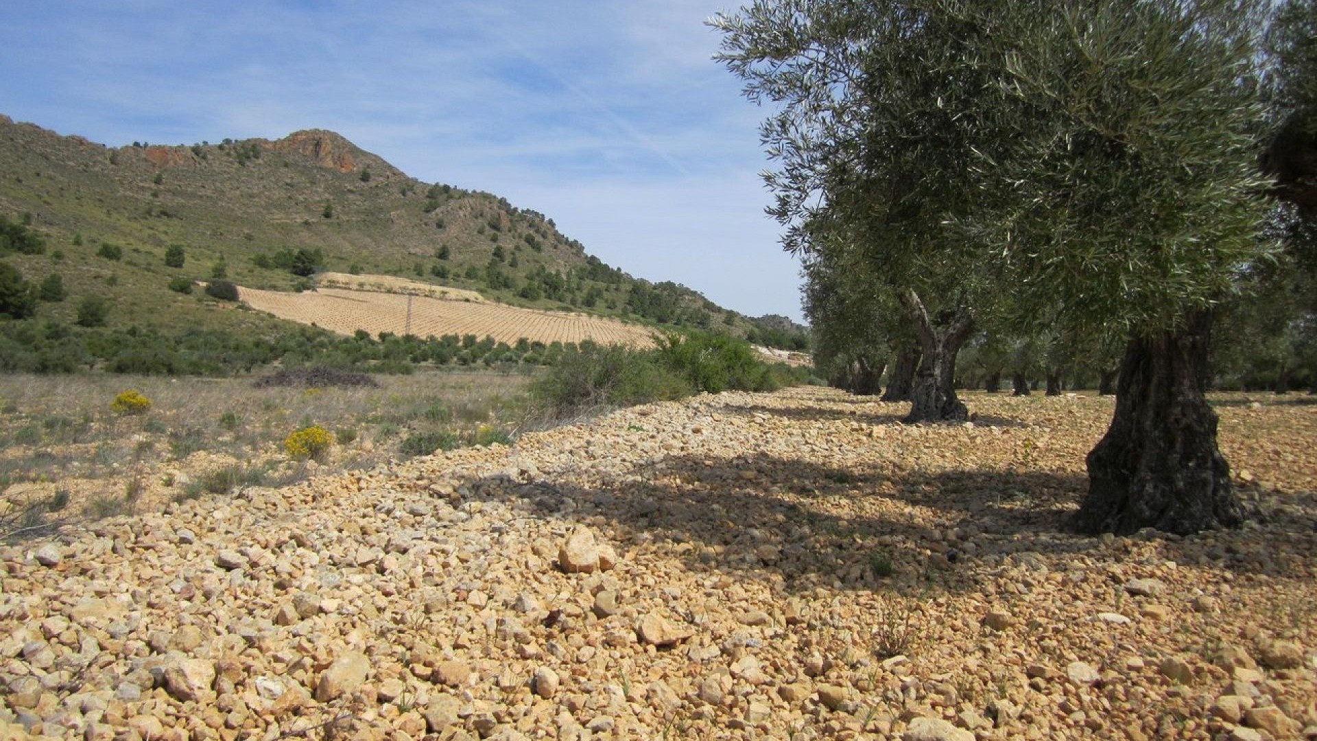 Venta - Parcela Terreno -
Yecla