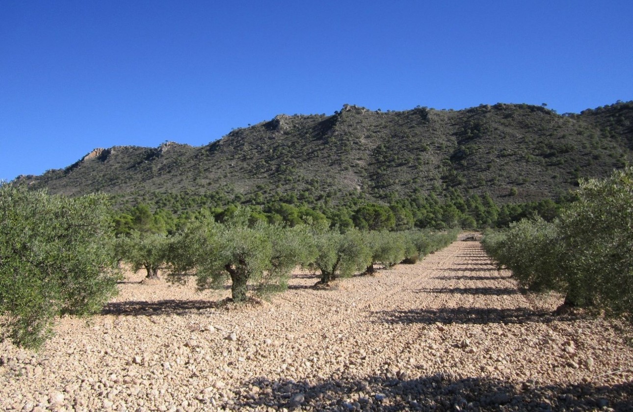 Venta - Parcela Terreno -
Yecla