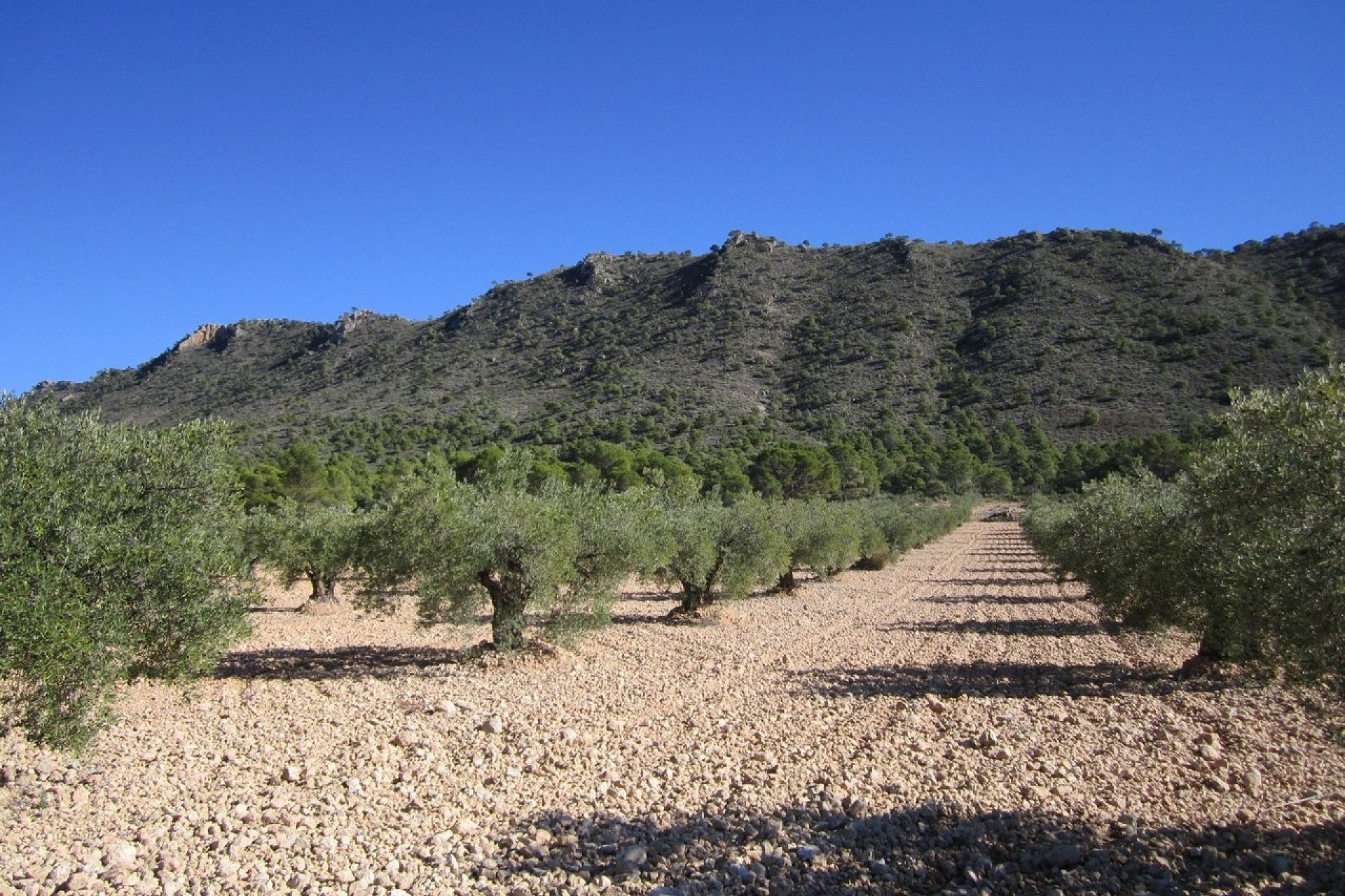 Venta - Parcela Terreno -
Yecla