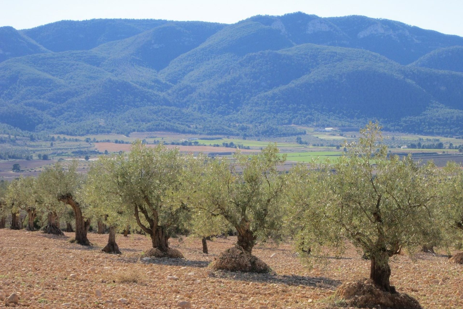 Venta - Parcela Terreno -
Yecla