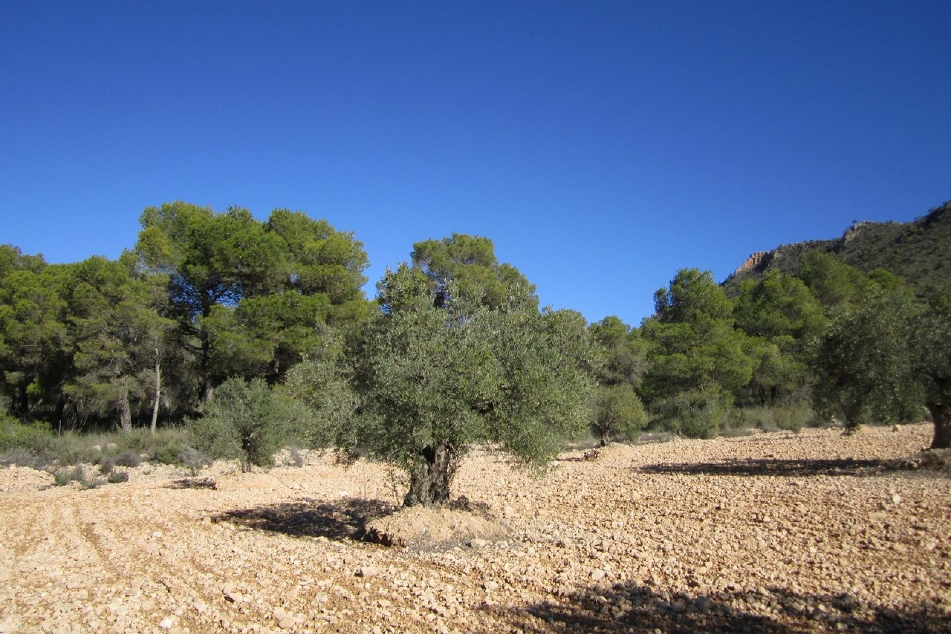 Venta - Parcela Terreno -
Yecla