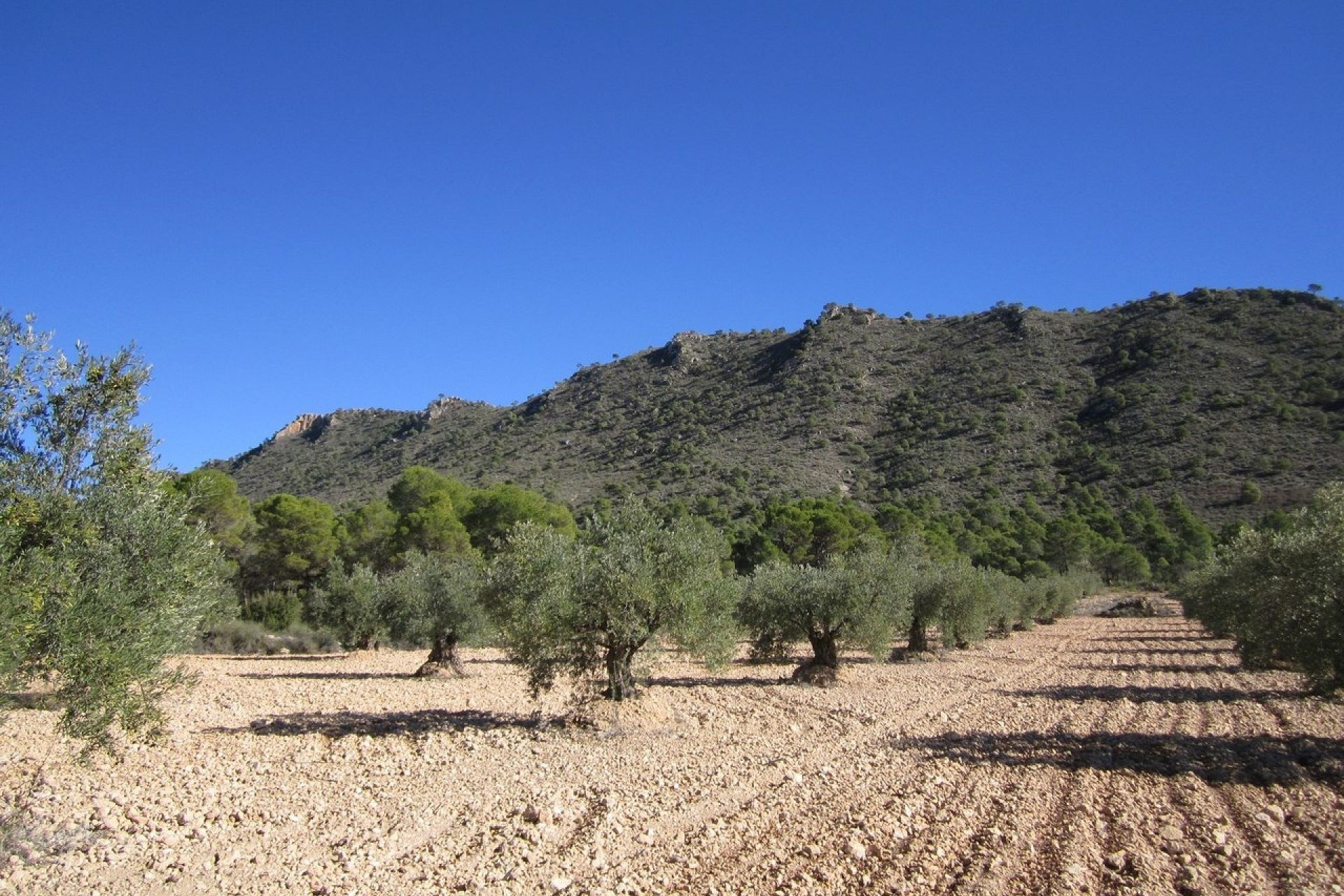 Venta - Parcela Terreno -
Yecla