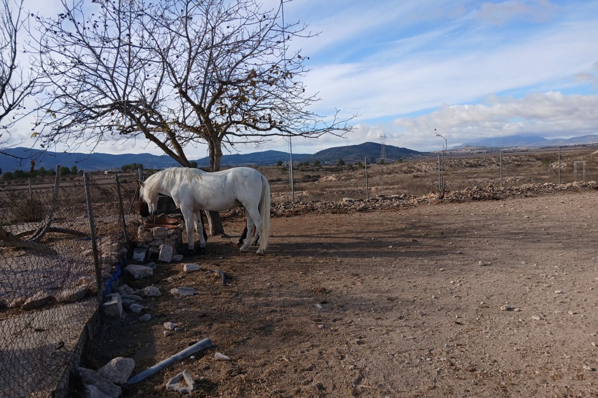 Venta - Propiedad ecuestre -
Monóvar