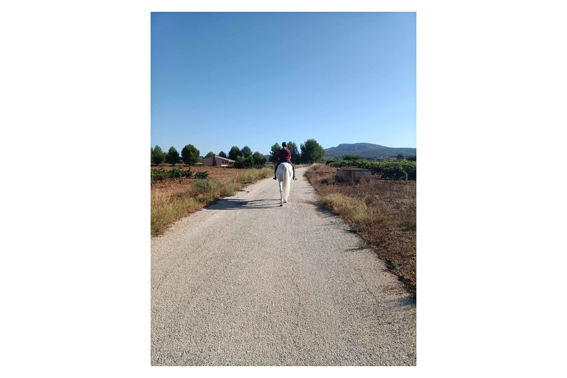 Venta - Propiedad ecuestre -
Monóvar